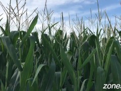 Corn Inspection - Screenshot 10 of 16 - Inspection
