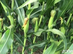 Corn Inspection - Screenshot 11 of 16 - Corn