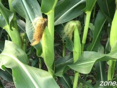 Corn Inspection