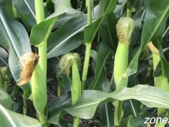 Corn Inspection - Screenshot 14 of 16 - Inspection