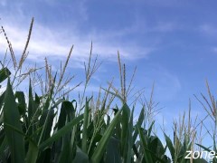 Corn Inspection - Screenshot 15 of 16 - Corn