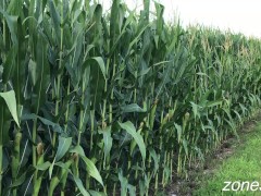 Corn Inspection - Screenshot 3 of 16 - Corn