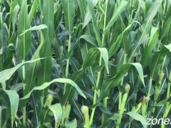 Corn Inspection - Screenshot 4 of 16 - Inspection