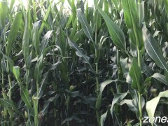 Corn Inspection - Screenshot 5 of 16 - Corn