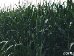 Corn Inspection - Screenshot 6 of 16 - Inspection