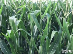 Corn Inspection - Screenshot 7 of 16 - Corn