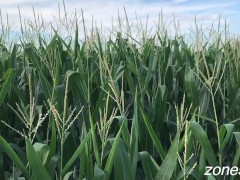 Corn Inspection - Screenshot 8 of 16 - Inspection