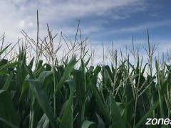 Corn Inspection - Screenshot 9 of 16 - Corn