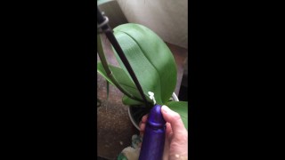 Echte orchidee wordt geneukt door neplul! (met nep cumshot!)