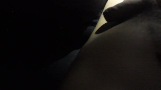 xxx porn bisexual