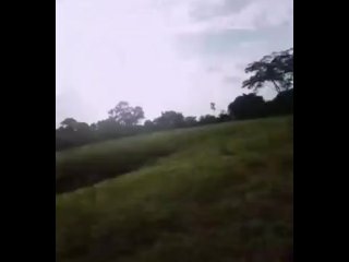 Quien viene a babear mis pelos???