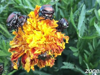 mating, japanese beetle, flowers, insect