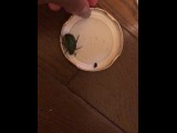 beetle play message for full video