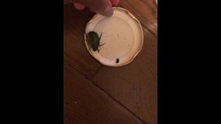 Mensaje De Reproducción De Escarabajo Para Video Completo