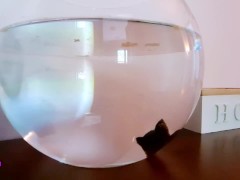 Buone vacanze da Radiopornopanda, torneremo il 20 agosto