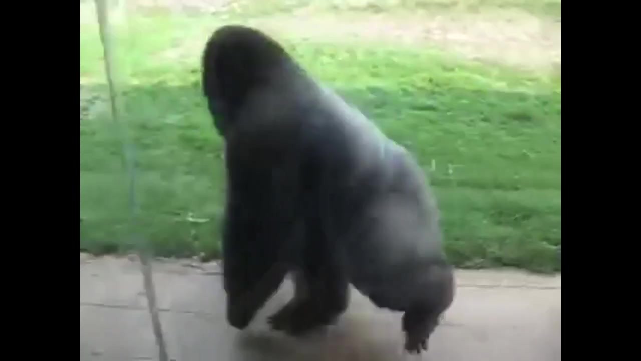 Spinning Gorilla Doom - Pornhub.com