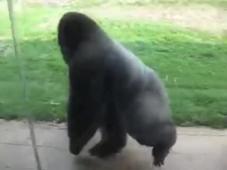 Anal Con Gorilas - Spinning gorilla doom â€¢ Free Porno Video Gram, XXX Sex Tube
