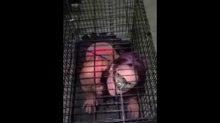 The Master Kept His Little Slave In A Cage