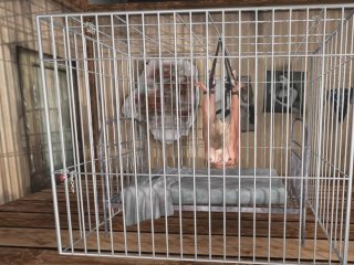 Bondage Cage BDSM in Pantyhose