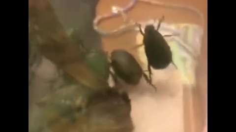 Cicada and beetles 