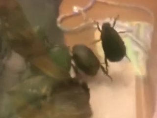 Cicada and Beetles