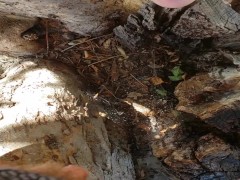 FTM Pee In Tree - Screenshot 13 of 16 - Ftm