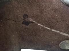 Carpet Pissing Sundays!