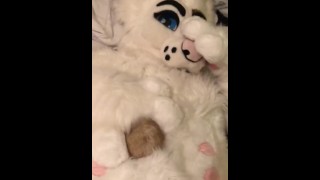 In Fursuit Saoirsemutt Bred