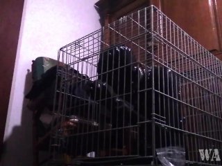 Rubber Selfbondage in Cage