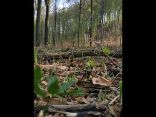 Gay boy show ass in public forest