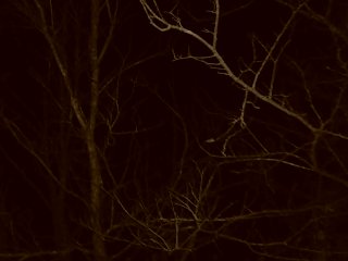 Pre Op Trans Man Outdoor Nipple Play