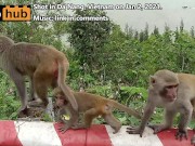 Algunos Monos - Pornhub.com