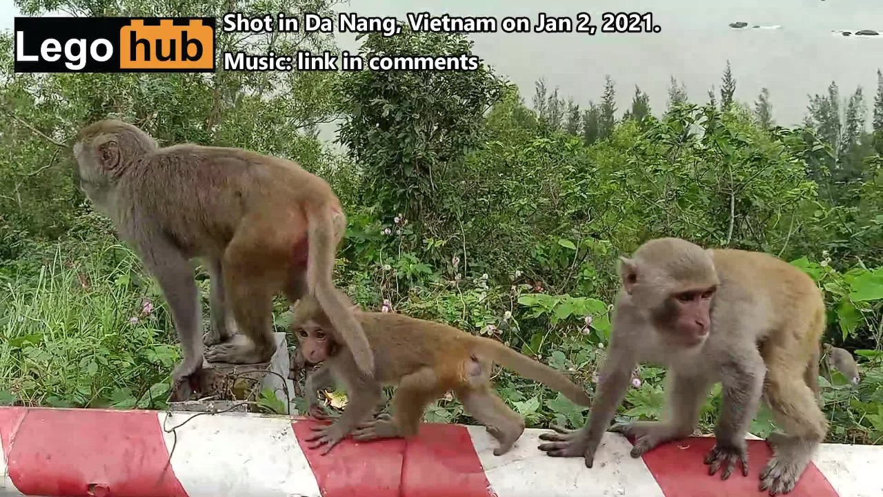 1280px x 720px - Holiday Video: Monkey Business - Pornhub.com