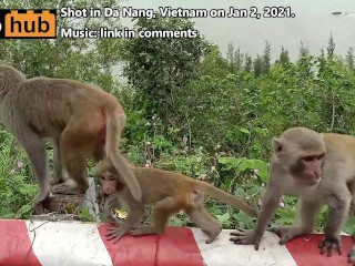 Quelques Singes