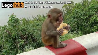 Urlaub Video Monkey Business