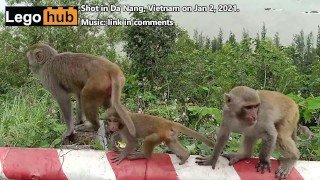 Einige Affen