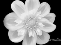 Rescue - Erotic Freeverse - Erotic Audio Performed by Eve's Garden