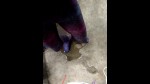 Playlist Thumb 186044492-1