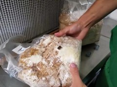 How I do Grain Spawn! (Deleted by Youtube)