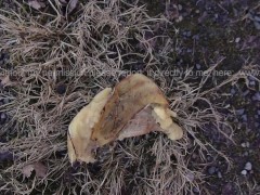 Mary Jane Shoes Banana Crushing