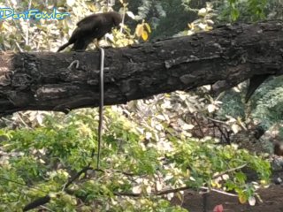 Eagle And Dani Enjoying Breakfast At Same Time Watching Naked Angel Fowler
