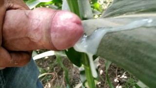 Masturbation In The Village And Cumshot On The Leaf