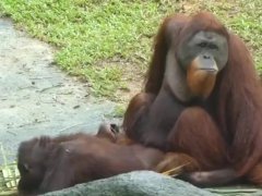 人目を気にせず濃厚SEXをするオラウータンカップル