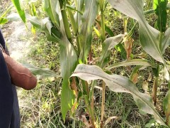 Big cock pissing in corn field 