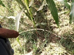 Pissing in corn field_pies video 