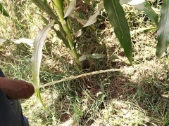 Pissing in corn field_pies video 