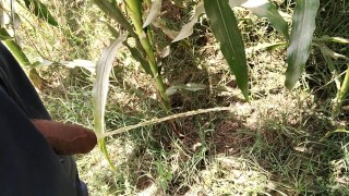 Pissing in corn field_pies video 