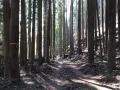 手錠で拘束され、アナルプラグに鈴をつけて森を歩く彼女。