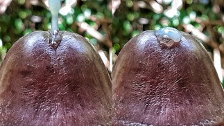 Huge Cum Explosion in the jungle after a Horny Guy attempted an Extreme Close Up Precum Play