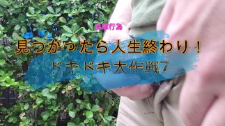 見つかったら人生終わり！ドキドキ大作戦7